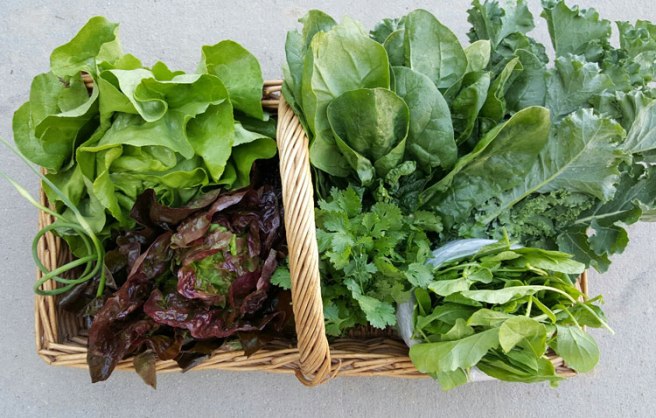 Clockwise from top: Spinach, Green Kale, Baby Arugula, Cilantro, Red Boston Lettuce, Garlic Scapes, Green Boston Lettuce.
